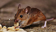 24 Hour & Emergency Exterminators in Platte City, MO